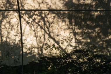 Arka plan için beton duvara ağaçlarının gölge