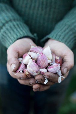 Taze bütün sarimsak götürdü elinde