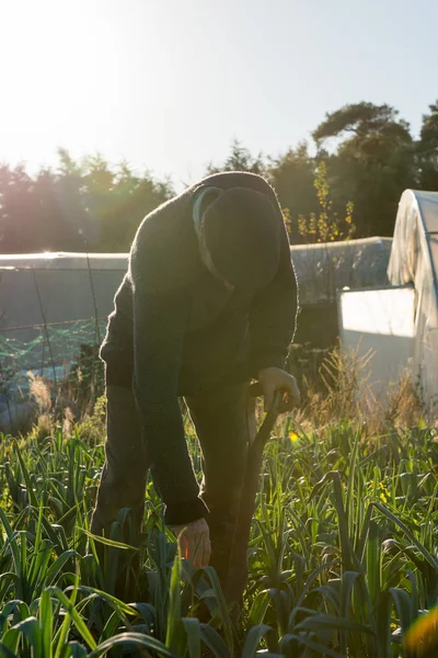 La agricultura llega a un puerro plantado en la granja —  Fotos de Stock