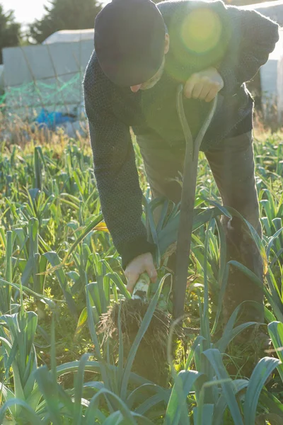 Agricultor com forquilha puxando alho-porro do solo com chama da lente — Fotografia de Stock