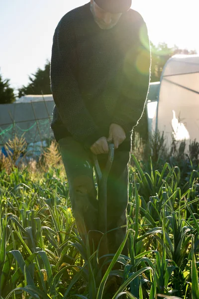 Homem empurrando forquilha no chão com alho-porro plantado — Fotografia de Stock