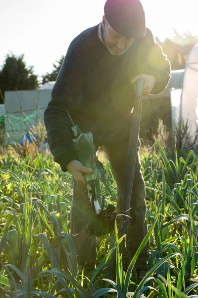 Agricultor com forquilha arrancando uma alho-porro — Fotografia de Stock