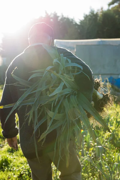 Homem segurando um grande pacote de alho-porro desenraizado na fazenda — Fotografia de Stock