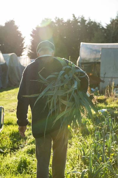 Agricultor carregando um grande pacote de alho-porro desenraizado na fazenda — Fotografia de Stock