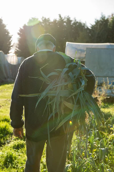 Hombre cargando un gran paquete de puerros desarraigados en la granja —  Fotos de Stock