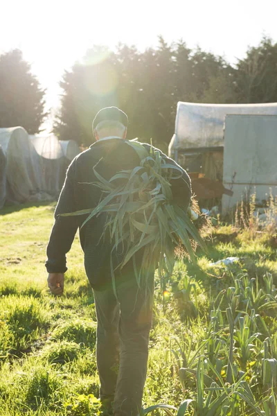 Agricultor caminando y llevando un gran paquete de Le recién cosechado — Foto de Stock
