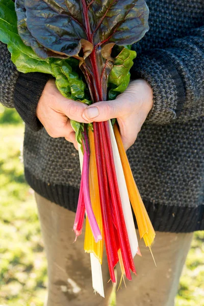 Handen met een bos van Zwitsers snijbiet bladeren op stengels — Stockfoto