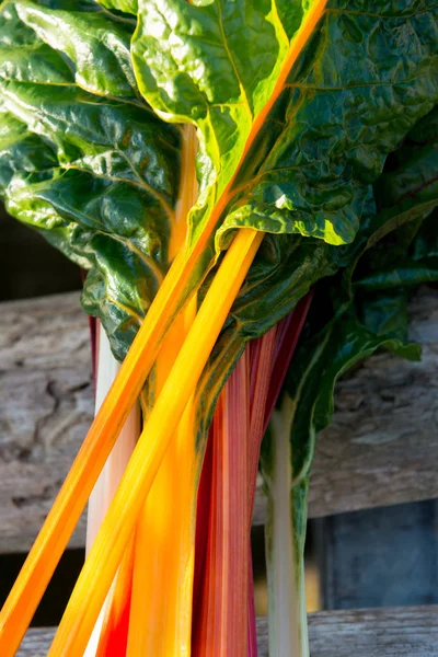Swiss Chard Leaves on Orange, Red, and White Stems — Stock Photo, Image