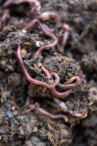 Primer plano de las lombrices de tierra en el compost — Foto de Stock