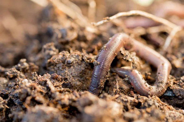 Macro disparo de una lombriz de tierra que se abre camino en el suelo — Foto de Stock