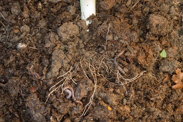 Lone earthworm on a pile of dirt — Stock Photo, Image