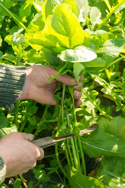 Verduras de hoja verde recortadas en tallos para la cosecha — Foto de Stock