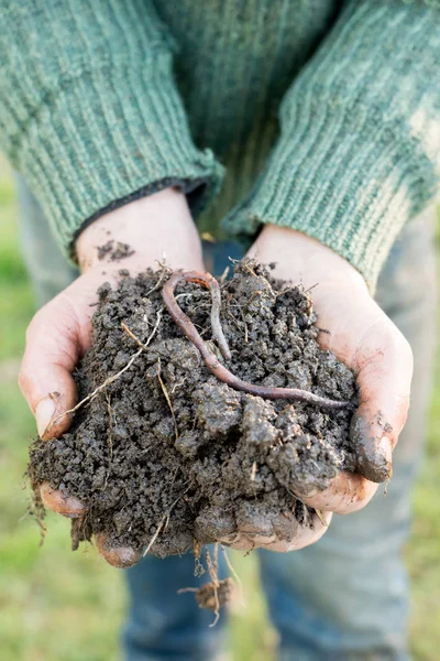 Gusano de tierra en un montón de compost en las manos — Foto de Stock