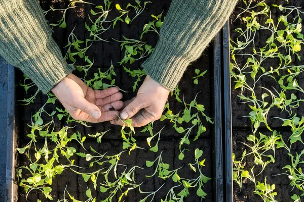 Hænder Holding en sætteplante med sætteplante bokse i baggrunden - Stock-foto