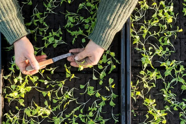 Manejo de una plántula con cajas de plántulas en segundo plano — Foto de Stock