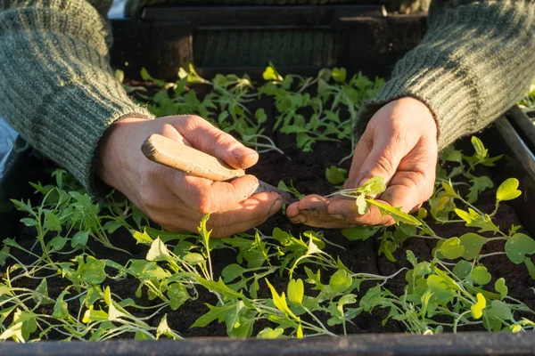 Manos con cuchillo plantando plántulas en caja de plántulas — Foto de Stock