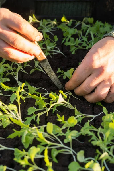 Hände, die einen Sämling in Erde pflanzen, die von anderen Sämlingen umgeben ist — Stockfoto