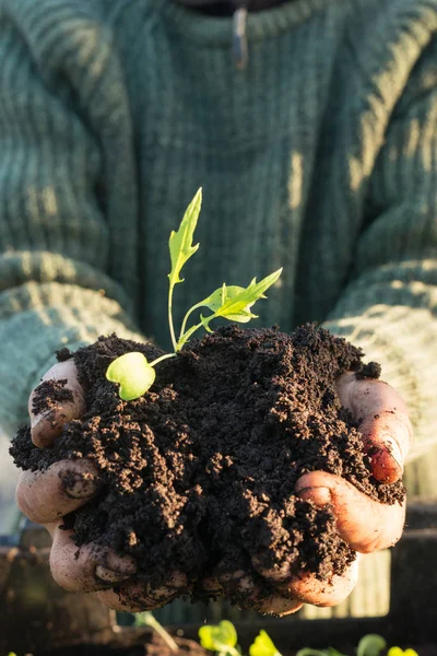 Sapling em Monte de Solo em Mãos Cupped — Fotografia de Stock