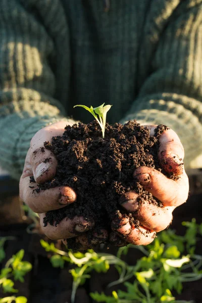 Plántulas plantadas en un montón de tierra en manos ventosas — Foto de Stock