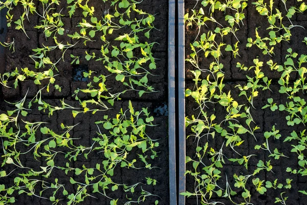 Overhead of Saplings Plantado en camas de plántulas — Foto de Stock