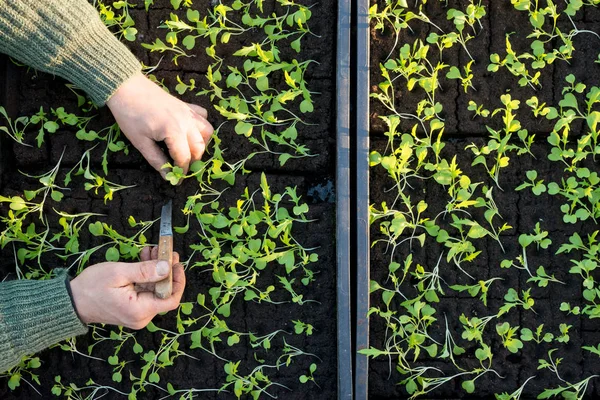 Overhead of Hands Plantación de plántulas en caja de plántulas — Foto de Stock