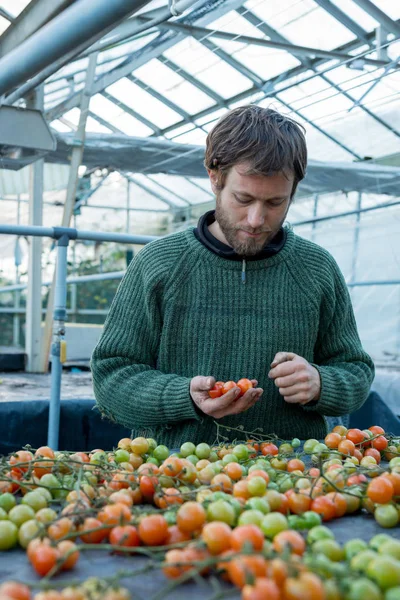 Hombre de jersey inspeccionando tomates en la mano — Foto de Stock