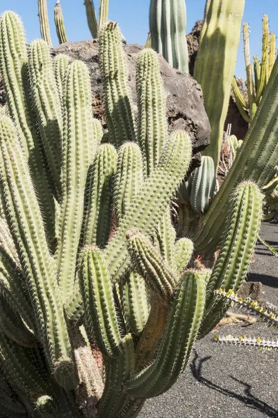 Zbliżenie: Carnegiea Gigantea Kaktus w gorące Pustynia Piaszczysta — Zdjęcie stockowe