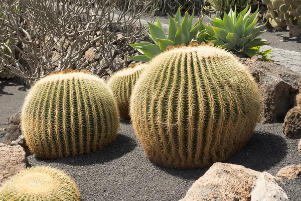 Złote Barrel Cactus na piasku w świetle dziennym — Zdjęcie stockowe