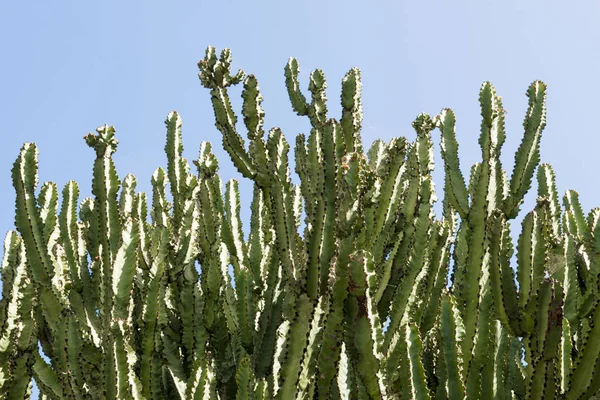 Ściana z San Pedro kaktusy na tle błękitnego nieba — Zdjęcie stockowe