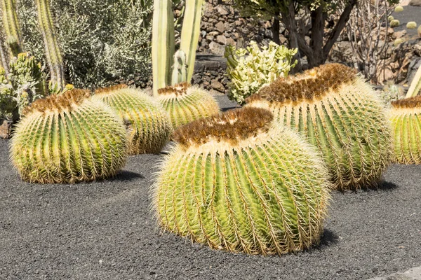 Echinocactus w żwir na gorący słoneczny ogród — Zdjęcie stockowe