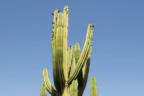 Höga saguaro kaktus under blå himmel — Stockfoto