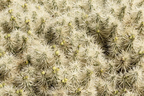 Strzał makro Kaktus ciernie do tła — Zdjęcie stockowe