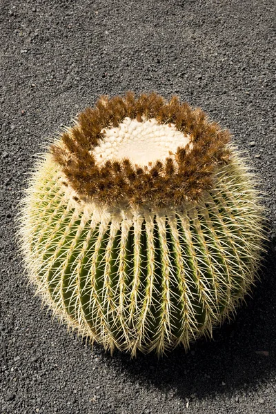 Złote Barrel Cactus na gorący piasek szary — Zdjęcie stockowe