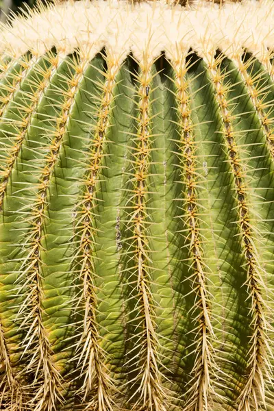 Makro pchnięciu kolce złote Barrel Cactus — Zdjęcie stockowe