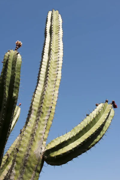 Wysoki saguaro cactus kwiaty nad niebieski niebo — Zdjęcie stockowe