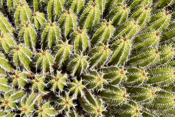 Obciążenie kaktusy i ciernie do tła — Zdjęcie stockowe