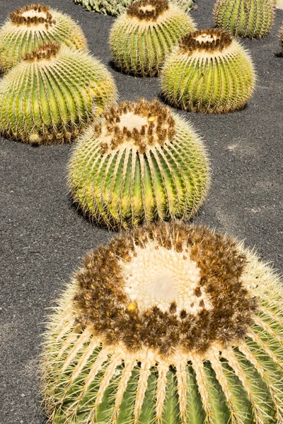 Echinocactus pola na jasny, słoneczny dzień — Zdjęcie stockowe