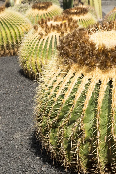Zbliżenie: okrągły Kaktus na szary piasek — Zdjęcie stockowe