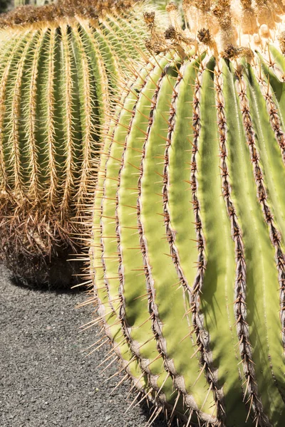 Złote Barrel Cactus na szary piasek gorący słoneczny dzień — Zdjęcie stockowe
