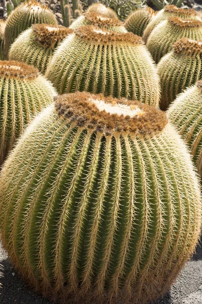 Dużo Echinocactus Grusonii lub złote Barrel Cactus — Zdjęcie stockowe