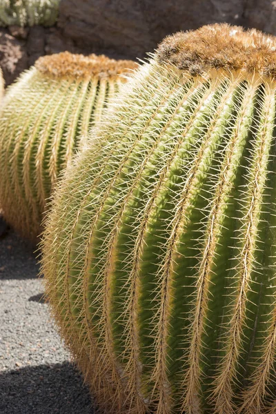 Zbliżenie złoty Barrel Cactus i jego kolce — Zdjęcie stockowe