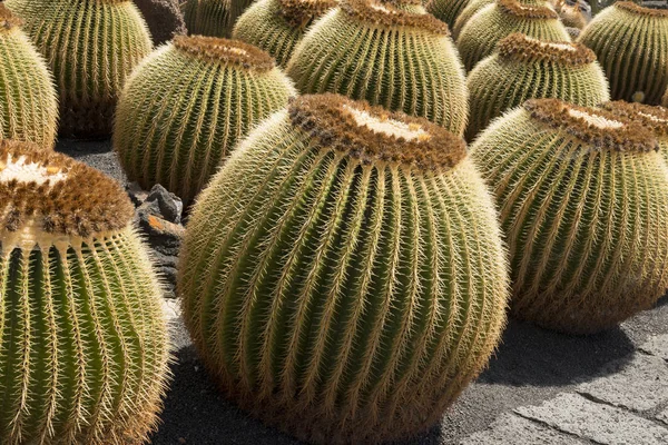 Dużo Cactus okrągłe lub złote Barrel Cactus — Zdjęcie stockowe