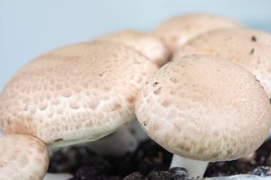 Kir makro çekim kestane mantarı