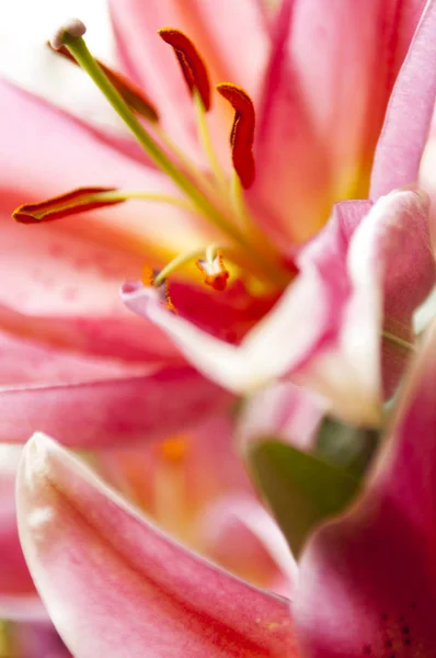 Makro snímek růžový květ pro pozadí — Stock fotografie