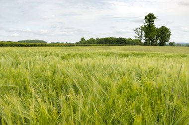 Yeşil buğday bitkileri çayır ve arka planda gökyüzü ile