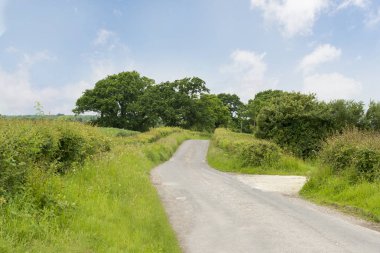 Parlak güneşli bir günde ağaçlarıyla dar köy yolunda