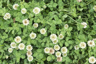 Arka planlar için genel gider atış kütükler ve yeşil yaprakları