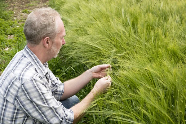 Hombre inspeccionando una planta de trigo en un campo —  Fotos de Stock