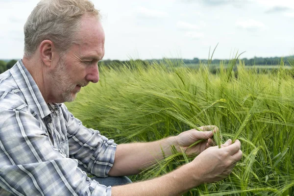 Hombre escudriñando los tallos de trigo en un campo enorme — Foto de Stock