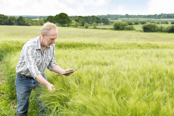 Agricultor olha para a tela do tablet enquanto mantém a planta de trigo — Fotografia de Stock